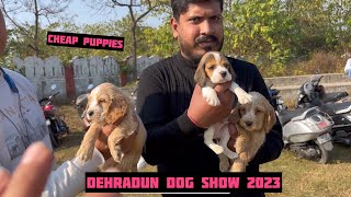 Amazing Dog Show Dehradun 2023 | Top quality dog breeds TM,husky  | cheapest puppies for sale