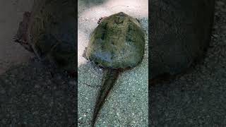 Explore places, well-being, and being connected to nature #turtle #wildlife #reptiles #cute