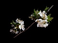 cherry blooming time lapse at 300x speed