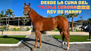 DESDE LA CUNA DEL TRIPLE CORONA👑👑👑: REY DE MANNY