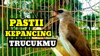 Suara Burung Trucuk Gacor memanggil lawan Pancingan trucuk betina memanggil jantan