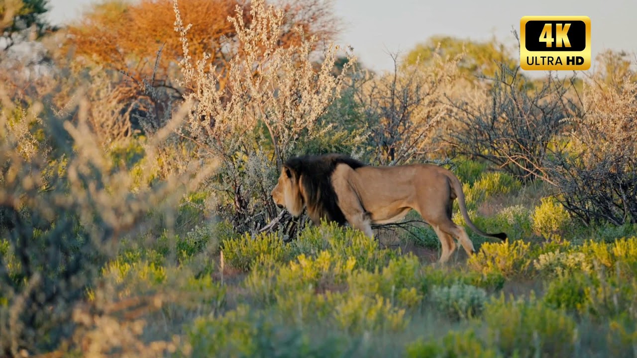 Lion Pride Hunts Prey (Full Episode) | Cat Attack | Nature Animal Documentary