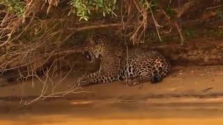 Tiger Attack 5 Round Buffalo Attack Video..