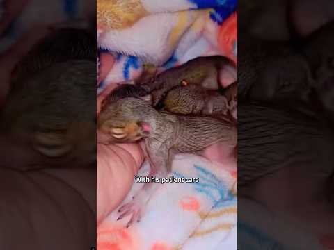 Rescue three baby squirrels #animal #shorts  #rescue