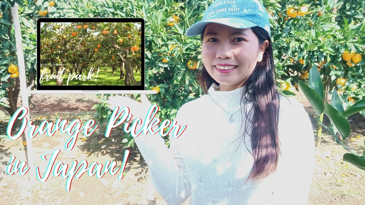 Orange Picker in Japan FILIPINO FRUIT PICKER BUHAY FRUIT PICKER IN JAPAN YouTube