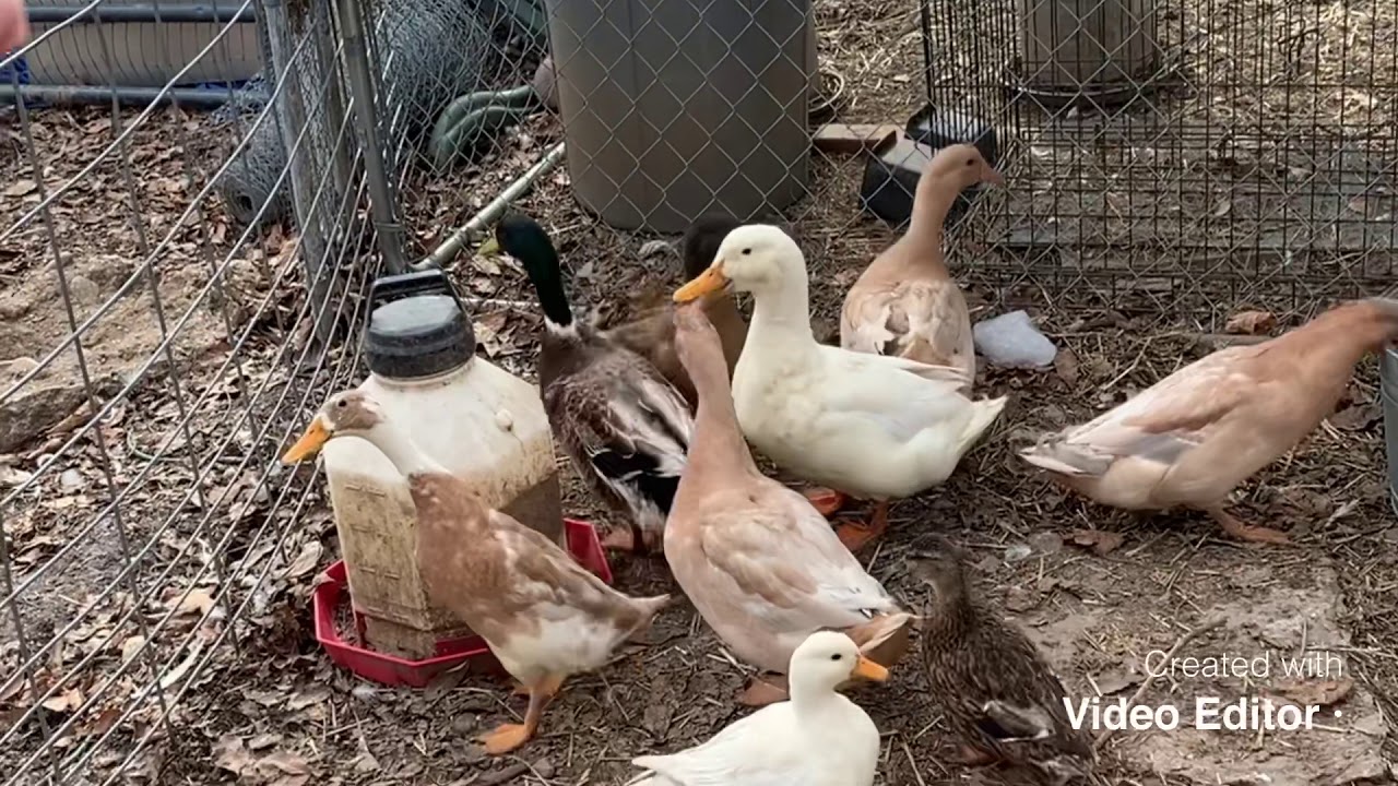 Feeding my Hobby Farm