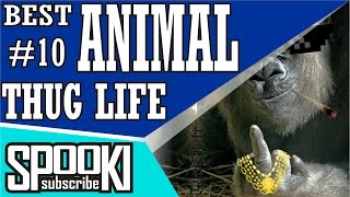 FUNNY VIDEO Best Animal thug Life #10