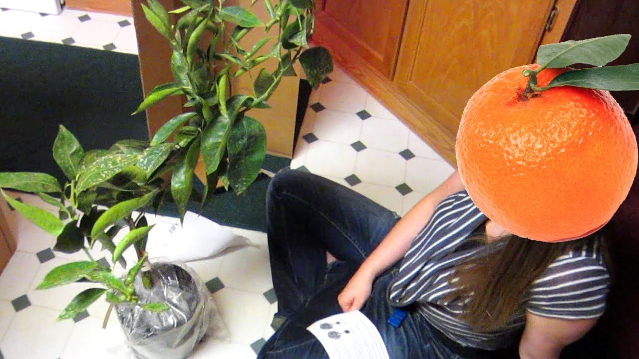 Clementines (Day 1424 10/18/13) YouTube