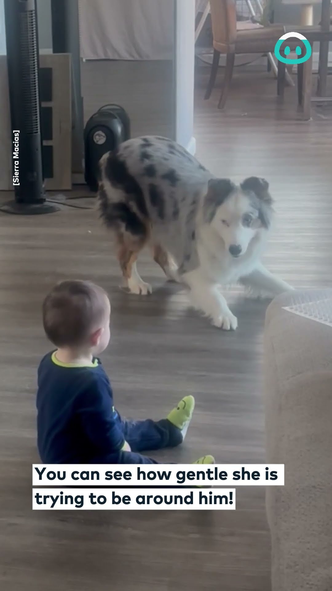 Bouncy Aussie Wants To Play || ViralHog