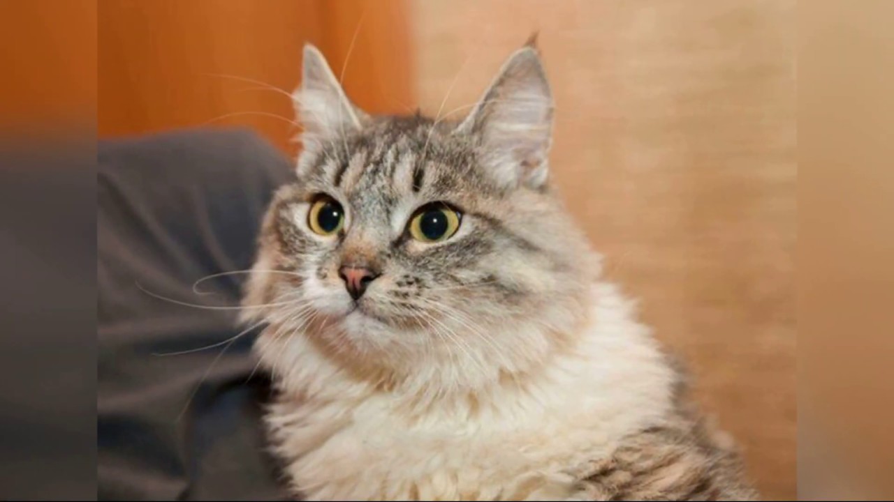 История особенной кошечки Рыси.History of the disabled cat 