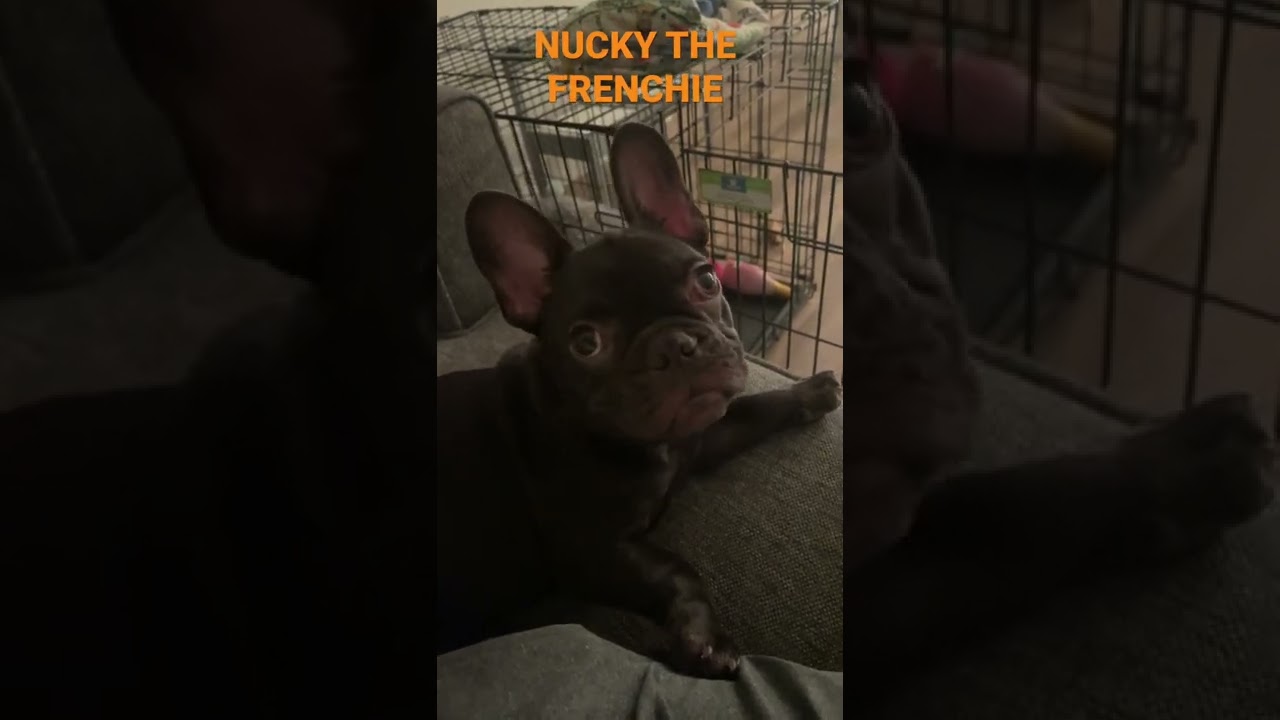 Nucky the Solid Chocolate Frenchie 🔥