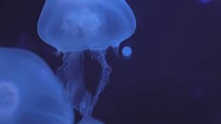 The Immortal Jellyfish: Nature’s Secret to Eternal Life!