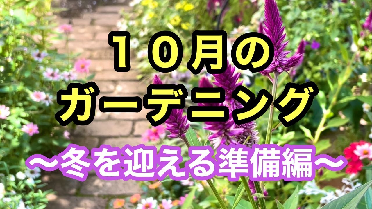 １２種類の冬越し用の小苗作り ５種類の種の採取 パンジービオラの間引きと種まき こぼれ種株の植え替えなど 冬を迎える準備を始めるガーデニング動画です ガーデニング 10月 Youtube