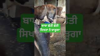 Big scene#farming #dairyherd #youtube #dairyfarm #viralvideos #newshorts #ytshorts #videos #reels #