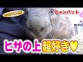 動くぬいぐるみ！ウォンバット 飼育員さんへのじゃれつきが止まらなすぎてカワイイ！