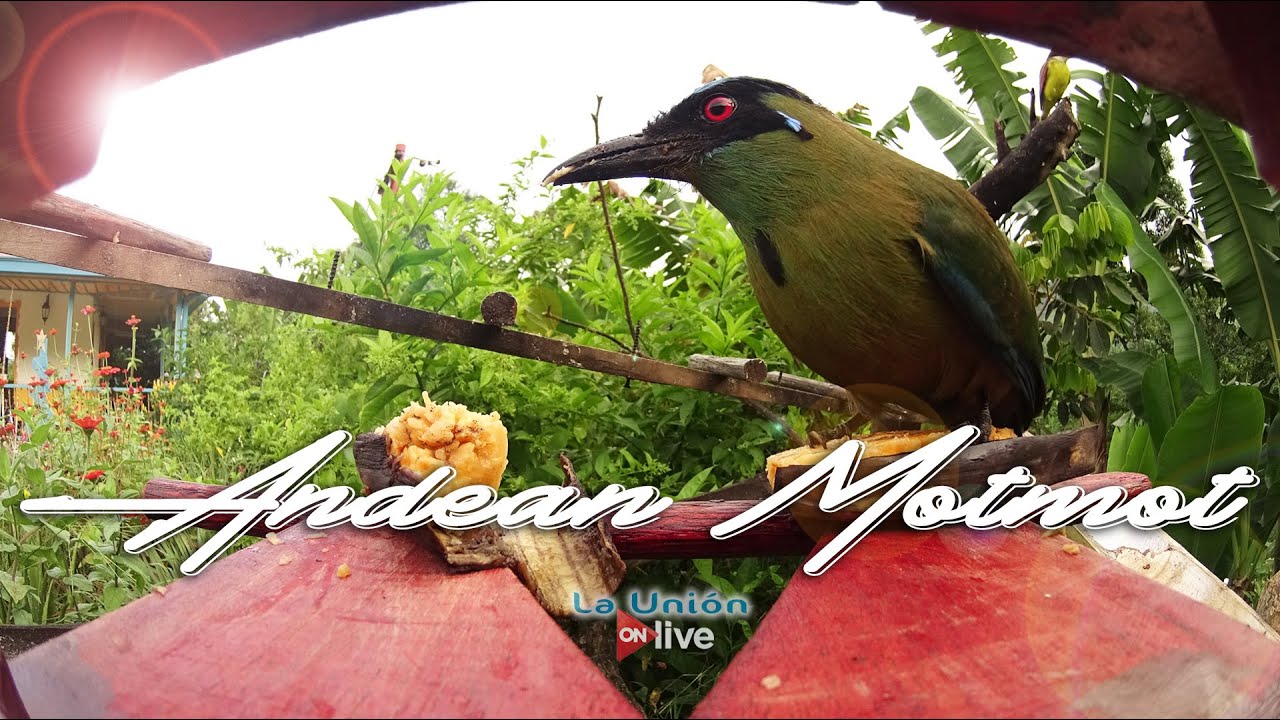 Nest of the Andean Motmot - Barranquero || La Unión Coffee Farm