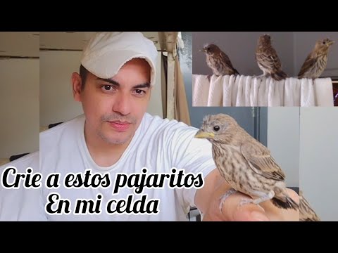 Something beautiful that I had to experience this year here in prison, I raised some little birds