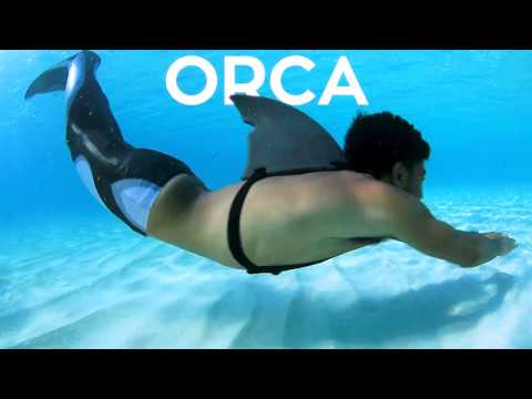 Orca Limited Edition