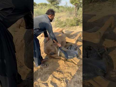 الجمل الفقير تدهورت صحته فجأة فاستلقى على الأرض
