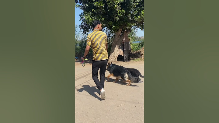 من حبي لي كلابي عملتلهم مهرجان ✌️❤️