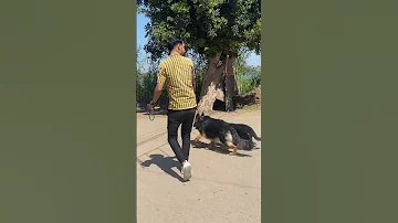 من حبي لي كلابي عملتلهم مهرجان 