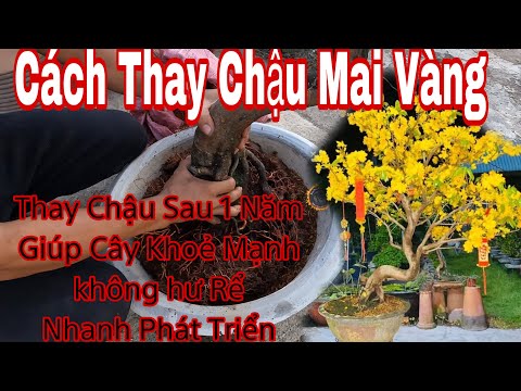 Video chăm sóc mai vàng _ thay chậu - Thay chất trồng cho... - youtube