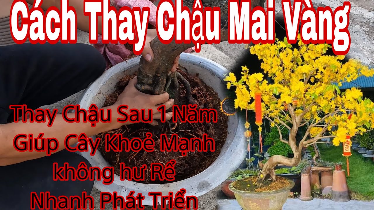 Thay chậu mai vàng sau khi chơi tết