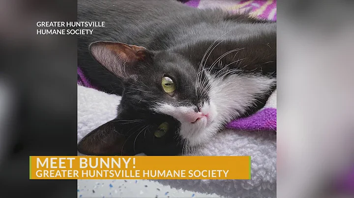 Meet Bunny! News 19's Adoptable Pet of the Week | Dec. 12, 2025 | News 19 at 4:30 p.m.