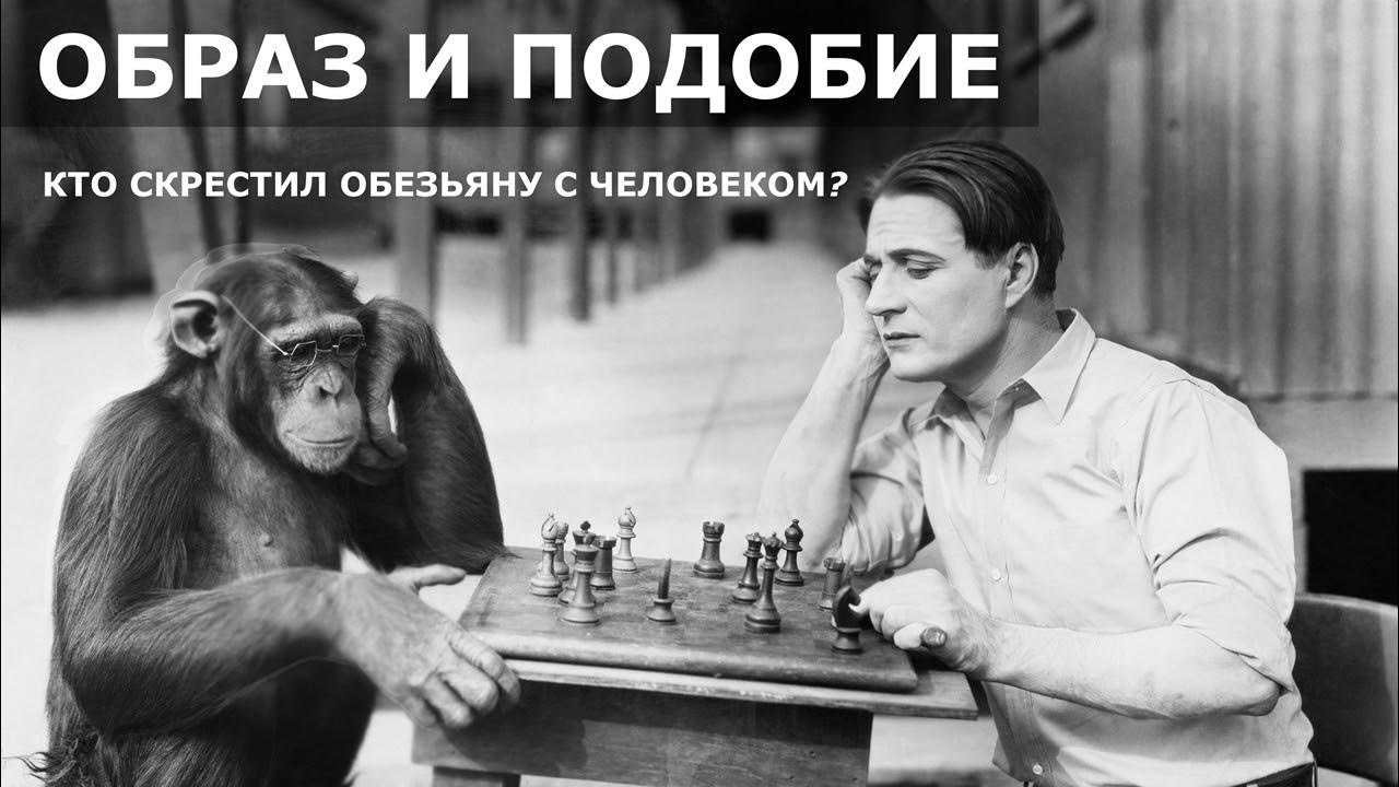 Бейл и обезьяна