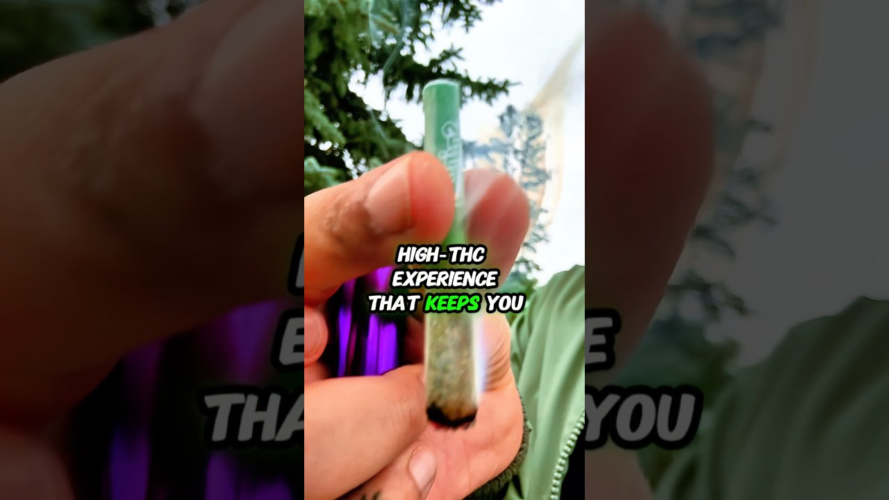 Spinach Sour Chem Pre-Roll Review | Sativa for Energy & Focus