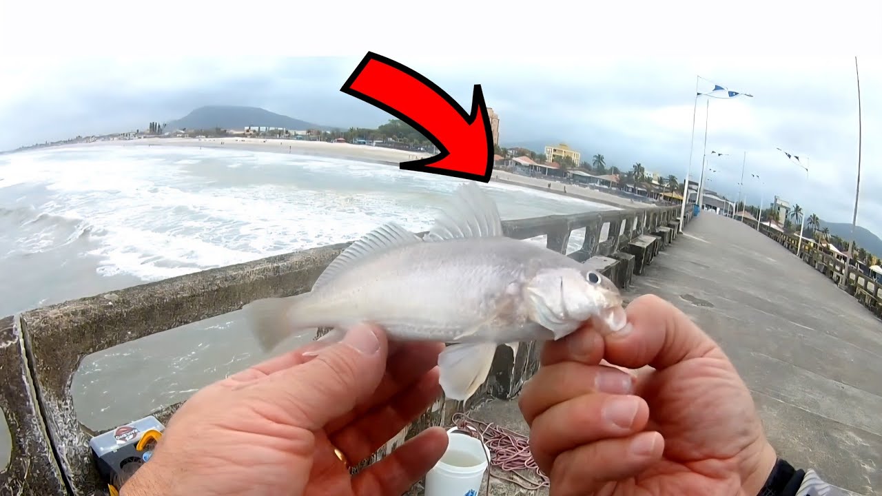 RETORNEI NA PLATAFORMA DE MONGAGUA... PESCARIA  DIFÍCIL  !!!!