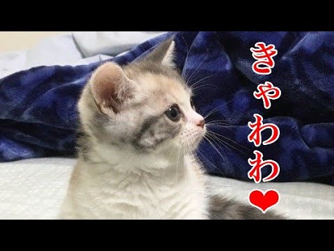 13 全部かわいい 癒しのねこちゃん 大集合 もふもふ Youtube