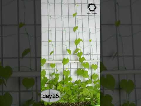 Vídeo: Morning Glory Seeds - Recollint llavors de Morning Glory Flowers