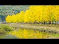 [4K] Moongwang Lake walk in Chungbuk, South Korea in Autumn 충북 괴산군 문광저수지의 가을 풍경 은행나무길 걷기