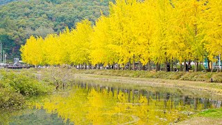 [4K] Moongwang Lake walk in Chungbuk, South Korea in Autumn 충북 괴산군 문광저수지의 가을 풍경 은행나무길 걷기