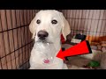 PUPPY LOSES HER FIRST TOOTH | TOOTH FAIRY VISITS!