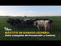 Mastitis en Ganado Lechero: Guía Completa de Prevención y Control - TvAgro por Juan Gonzalo Angel