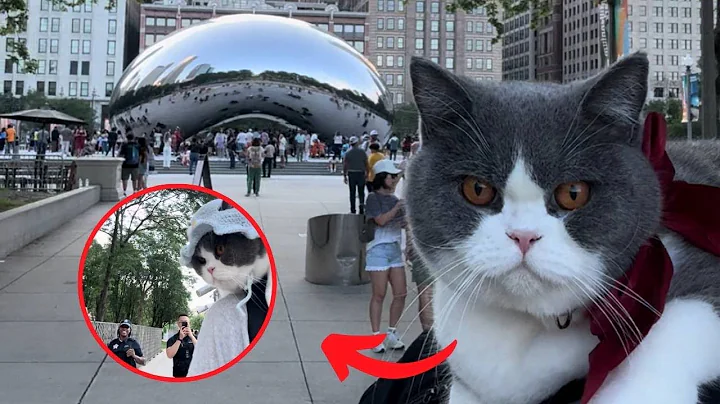 Watch the video about Cat Spreads Happiness at the Famous Chicago Bean