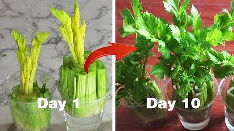 芹菜商店買來就種！How to grow celery from store-bought celery.