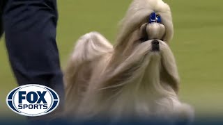 Comet the Shih Tzu wins the WKC Toy Group | Westminster Kennel Club