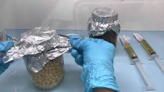 LC inoculation to grains spawn jar