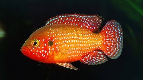 Cá kim cương đỏ và những điều bạn cần biết về loài cá cảnh này