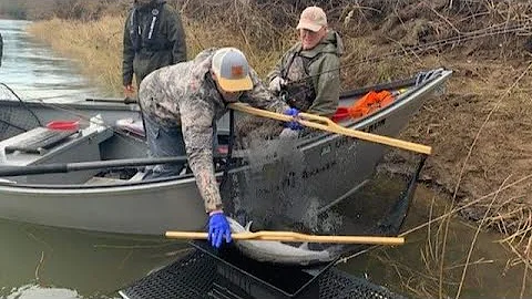 The State of Steelhead with Scott Amerman and Bob ...