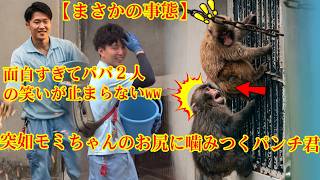 パンチくん🐵【まさかの事態】みんなが唖然…！突如モミちゃんのお尻に噛みつくパンチ君🤬💥面白すぎてパパ２人の笑いが止まらなくなった瞬間（笑）🤣#パンチくん