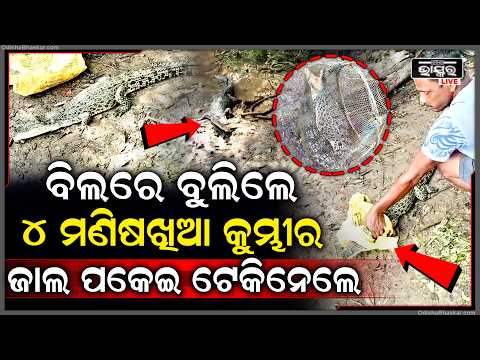 ଧାନ ବିଲରେ ବୁଲିଲେ 4 ମଣିଷଖିଆ କୁମ୍ଭୀର, ଜାଲ ପକେଇ ମାଡି ବସିଲା ବନବିଭାଗ  I