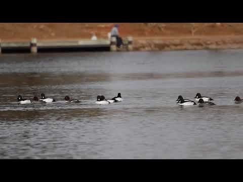 Common Goldeneye Courtship