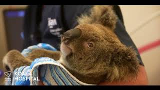 How to identify a sick koala in the wild.