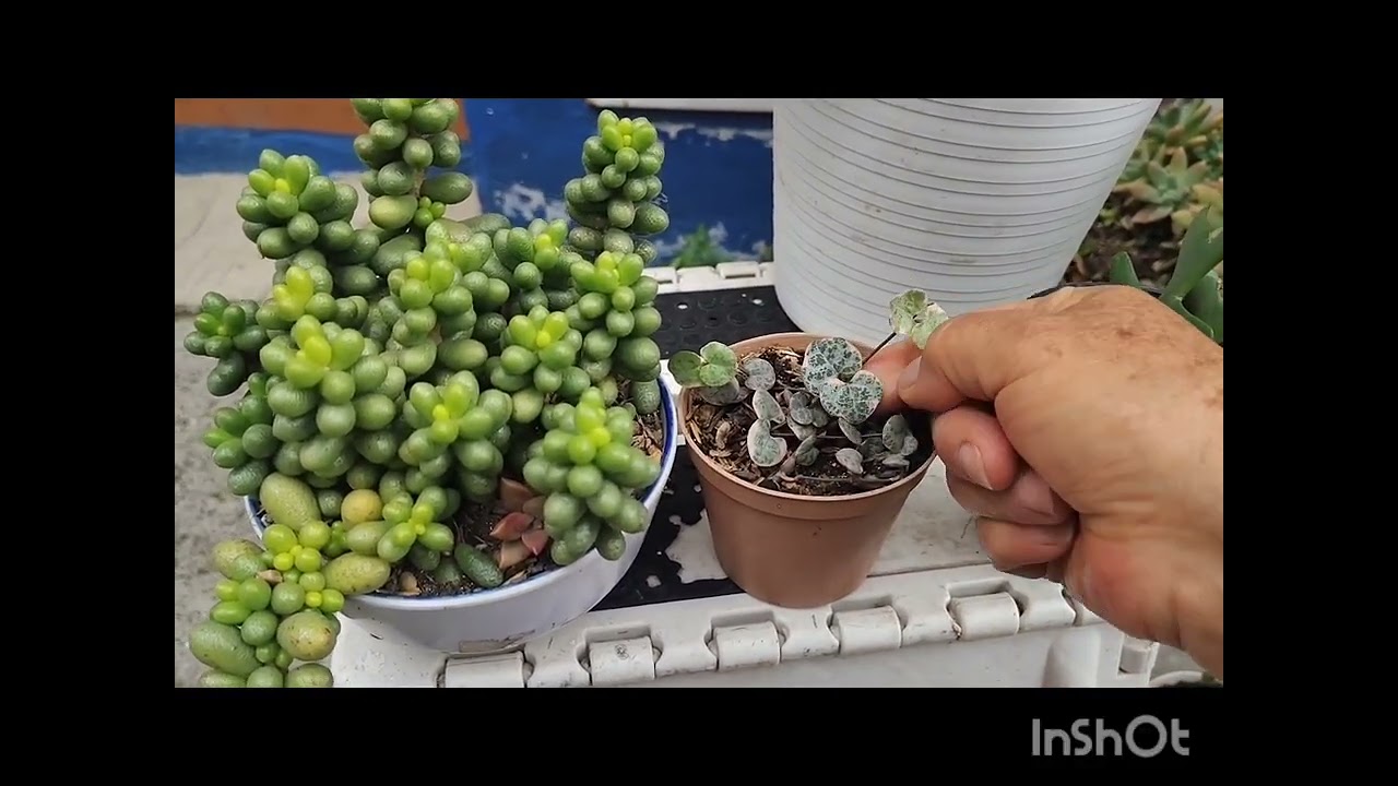 RETO# Plantas de hojas extrañas # diferentes jardín # plantas 