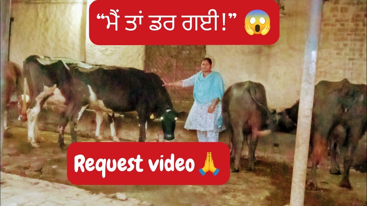 Requested ਵੀਡੀਓ 🙏 ਸਾਡੇ ਸਾਰੇ ਪਸ਼ੂਆਂ ਦੀ ਜਾਣਕਾਰੀ | ਵਿਚਕਾਰ ਸਹੀਵਾਲ ਗਾਂ ਖੁੱਲ ਗਈ 😱 ਮੈਂ ਤਾਂ ਡਰ ਗਈ!