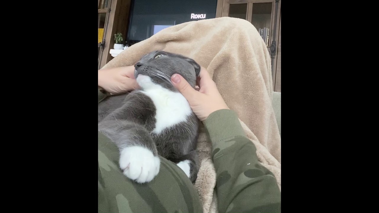 How To Give A Cat Facial Massage / Check Teeth and Gums (Part 1)